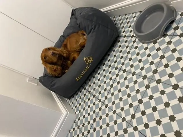 Custard Creams Tatil Evi Knaresborough